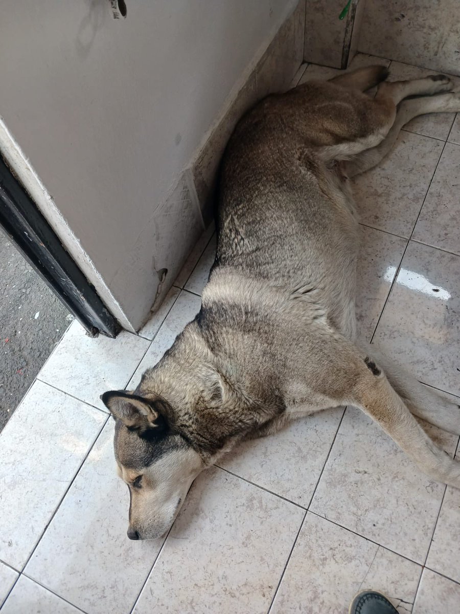 Majo González tweet media