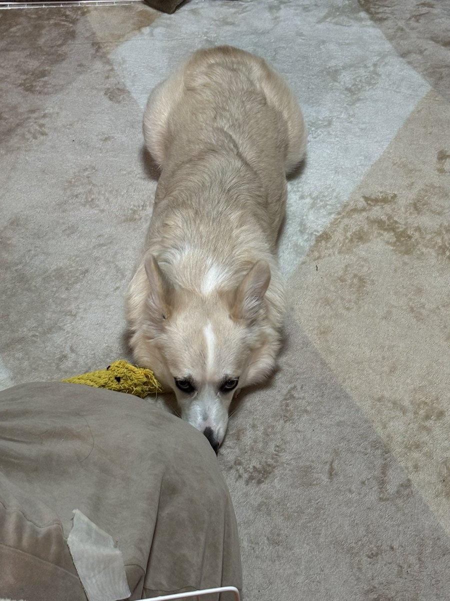 いちみ tweet media