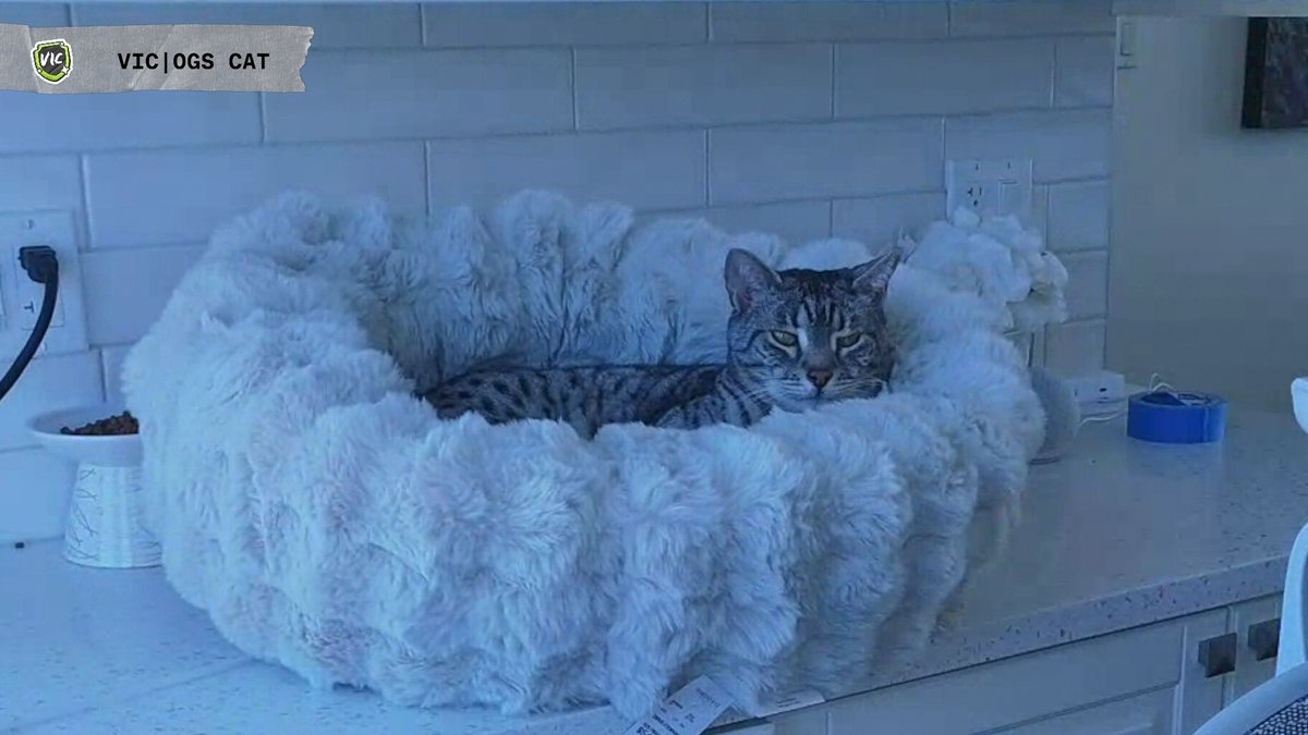 Tribe Gaming tweet media