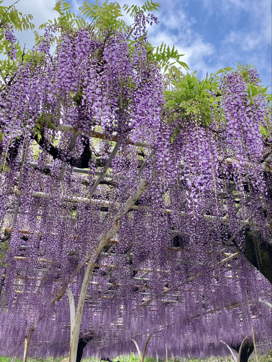 あん ✉️ tweet media