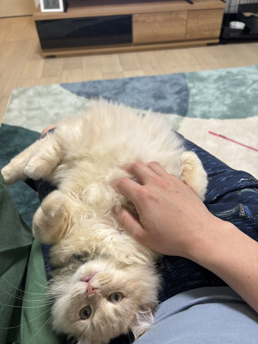 織田信長い tweet media