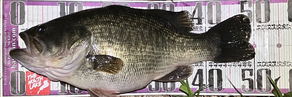84mo10Y's tweet photo. シロカキ中？
間近？
諦め悪いおかげで
太い奴
2投目でいただき🙆‍♂️
その後のワンバイトは
のらずw https://t.co/8PDGOZY25w