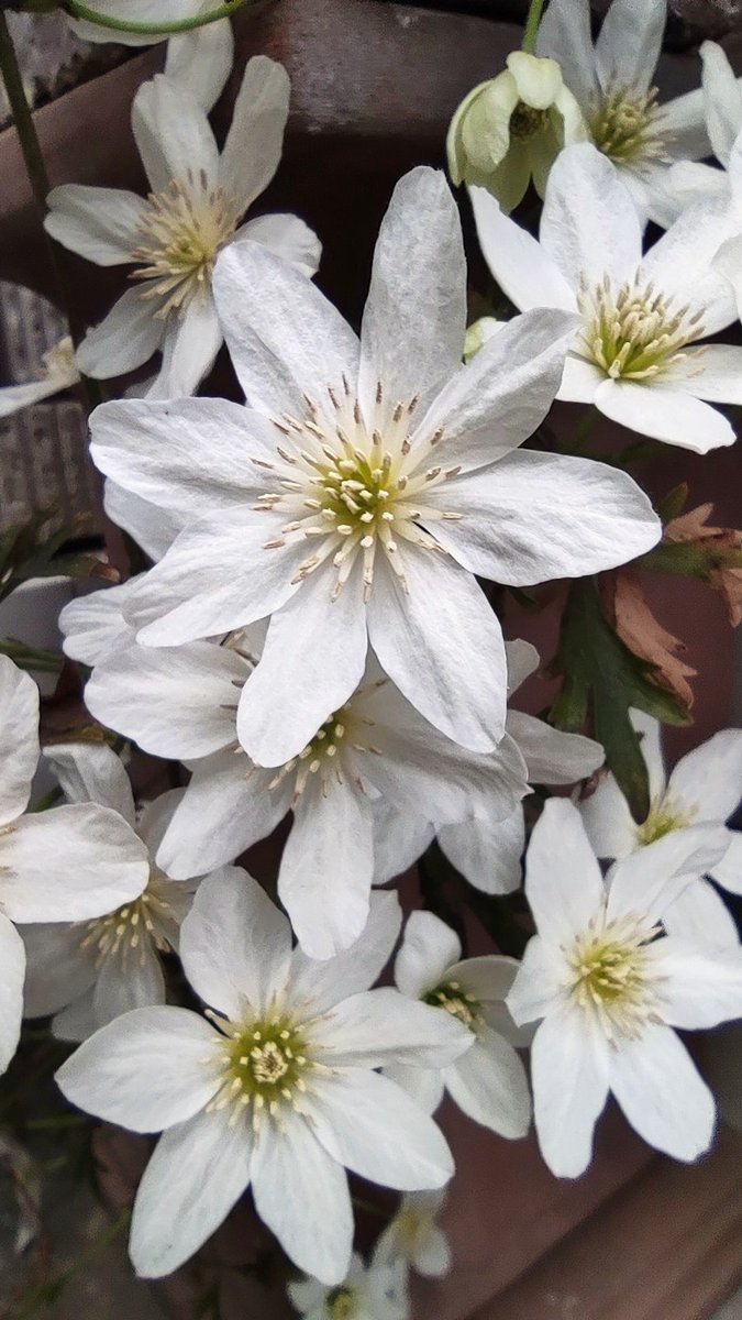 みすたあ tweet media