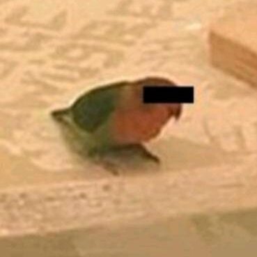 ACERVO tweet media