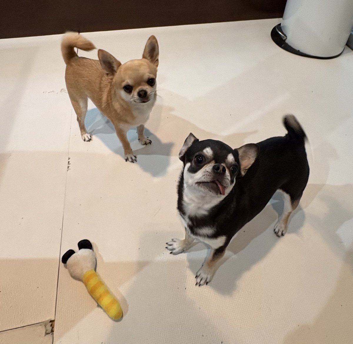 ns_dogs's tweet photo. “Throw it!!” 🐕✨  
Jerry &amp; Eve waiting for playtime with their favorite toy 😛  
Those faces are too much 😂  

Good evening from Japan!

#TwoDogs #ChihuahuaLove https://t.co/7pdclluz2L