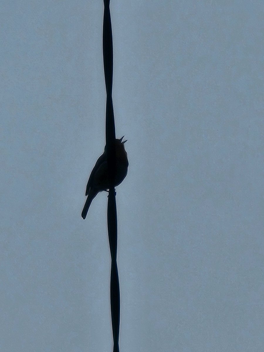 Inner Magnolia tweet media