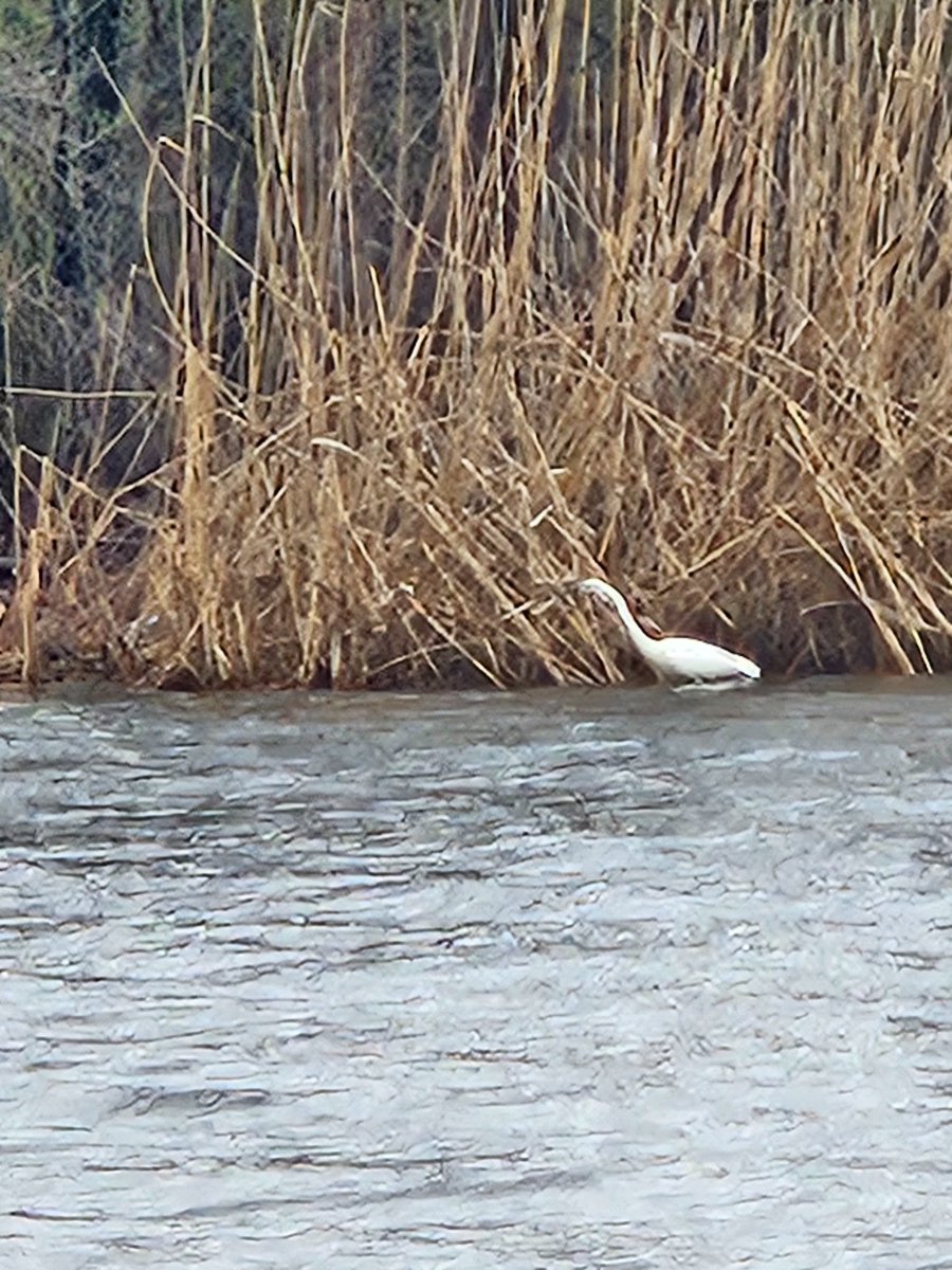 Inner Magnolia tweet media