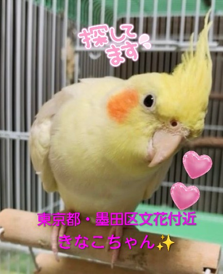 ＃東京都 ＃墨田区文化付近
＃オカメインコ
＃きなこちゃん✨
どこかで保護された方はいらっしゃいませんか？
飼い主様可愛いい✨きなこちゃんの帰りを待っています。
大切な家族です(*^_^*)
諦めていません！
可愛いい✨きなこちゃんが1日でも早く飼い主様と繋がりますように🍀
ご協力お願いします🙏