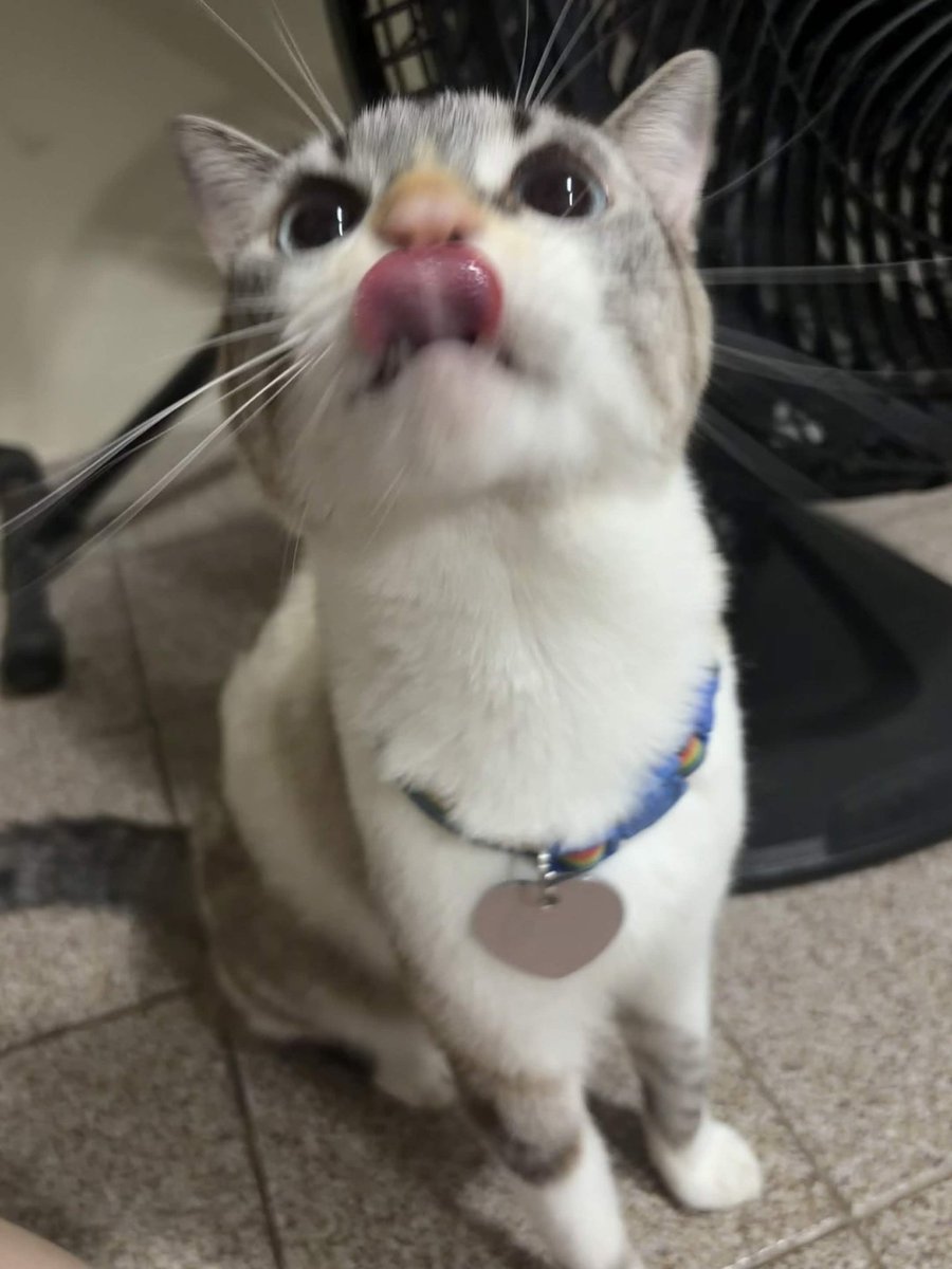 Bimbim_cat tweet picture