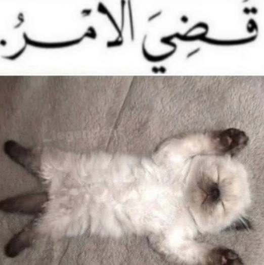 Mohammed K Buzaid🩺 tweet media