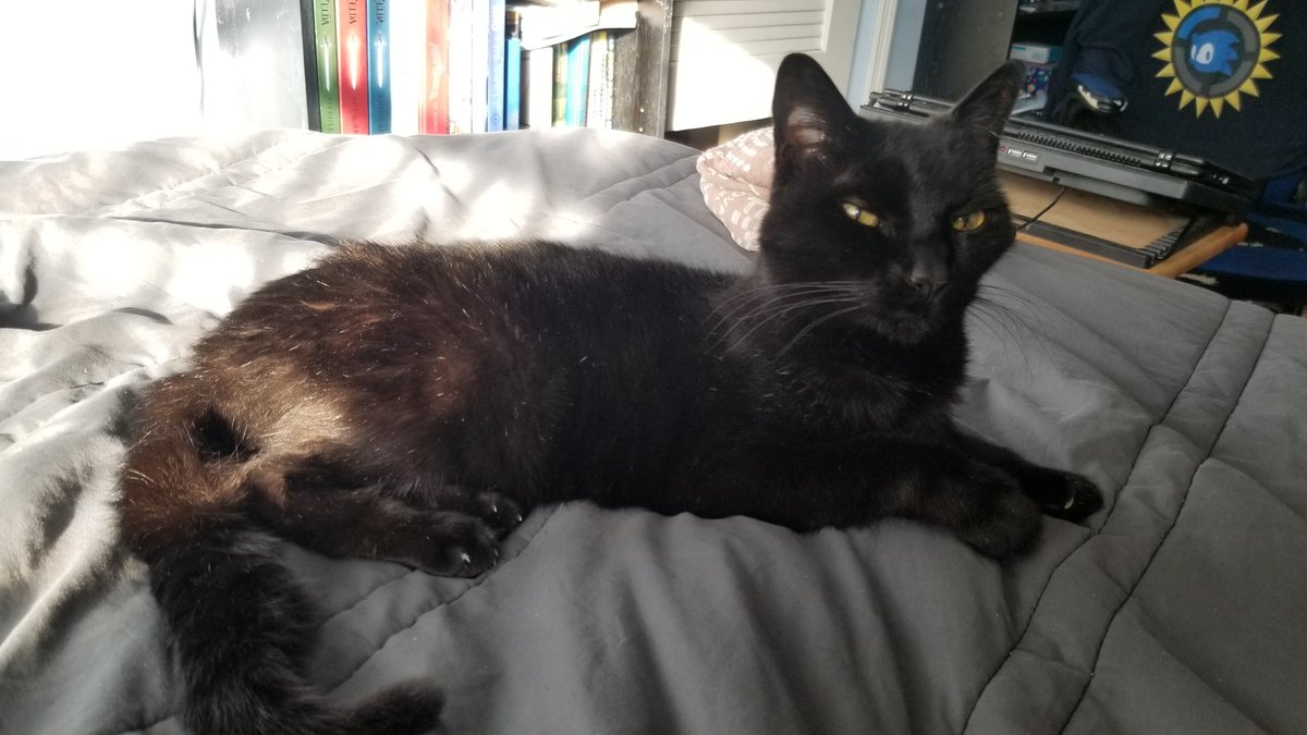 Found in drafts 😑
Today (April 9) we woke up &amp; sadly discovered my last cat of my original 4, Wicket, has gone...
Even though due to his age we knew this was coming one day it always feels to soon...
My eyes already hurt from the crying
He was such a sweet boy
I love you Wicket