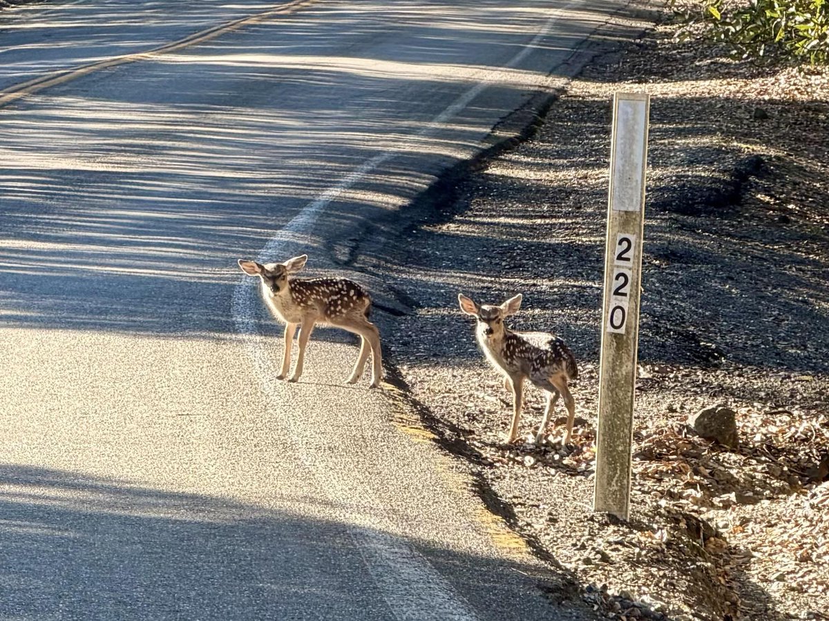 Deerposts tweet media
