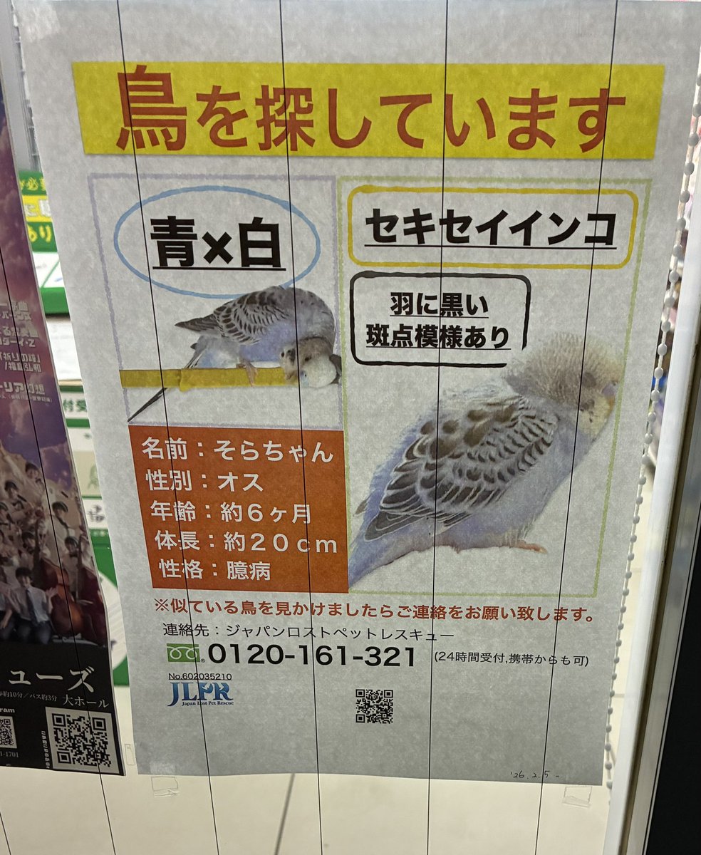 ピピ@インコ探してます tweet media