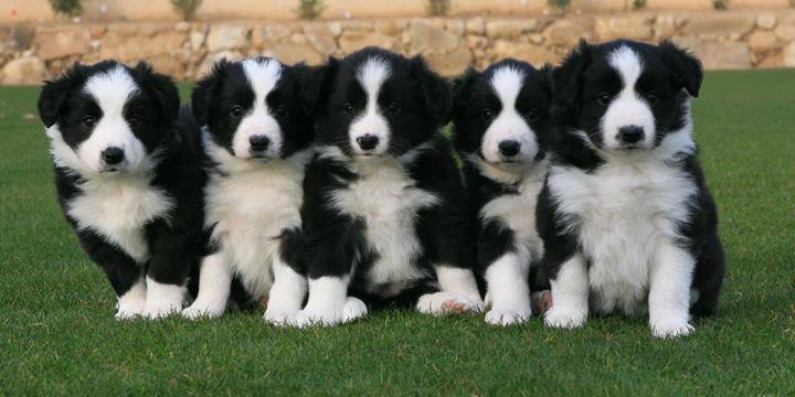 Realndependence's tweet image. Quantos desses você levaria para casa ?

#Filhotes #Pet #BorderColie #Cachorros