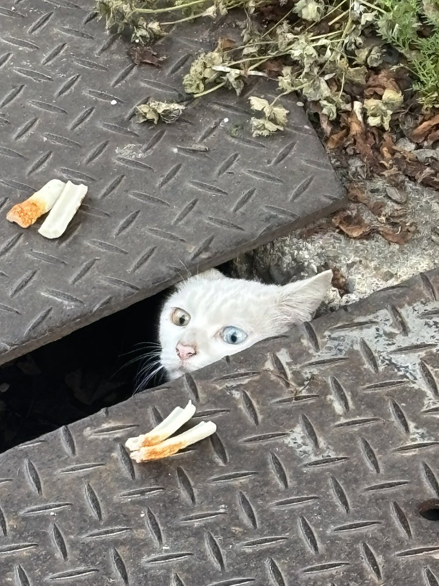 綺麗なオッドアイ