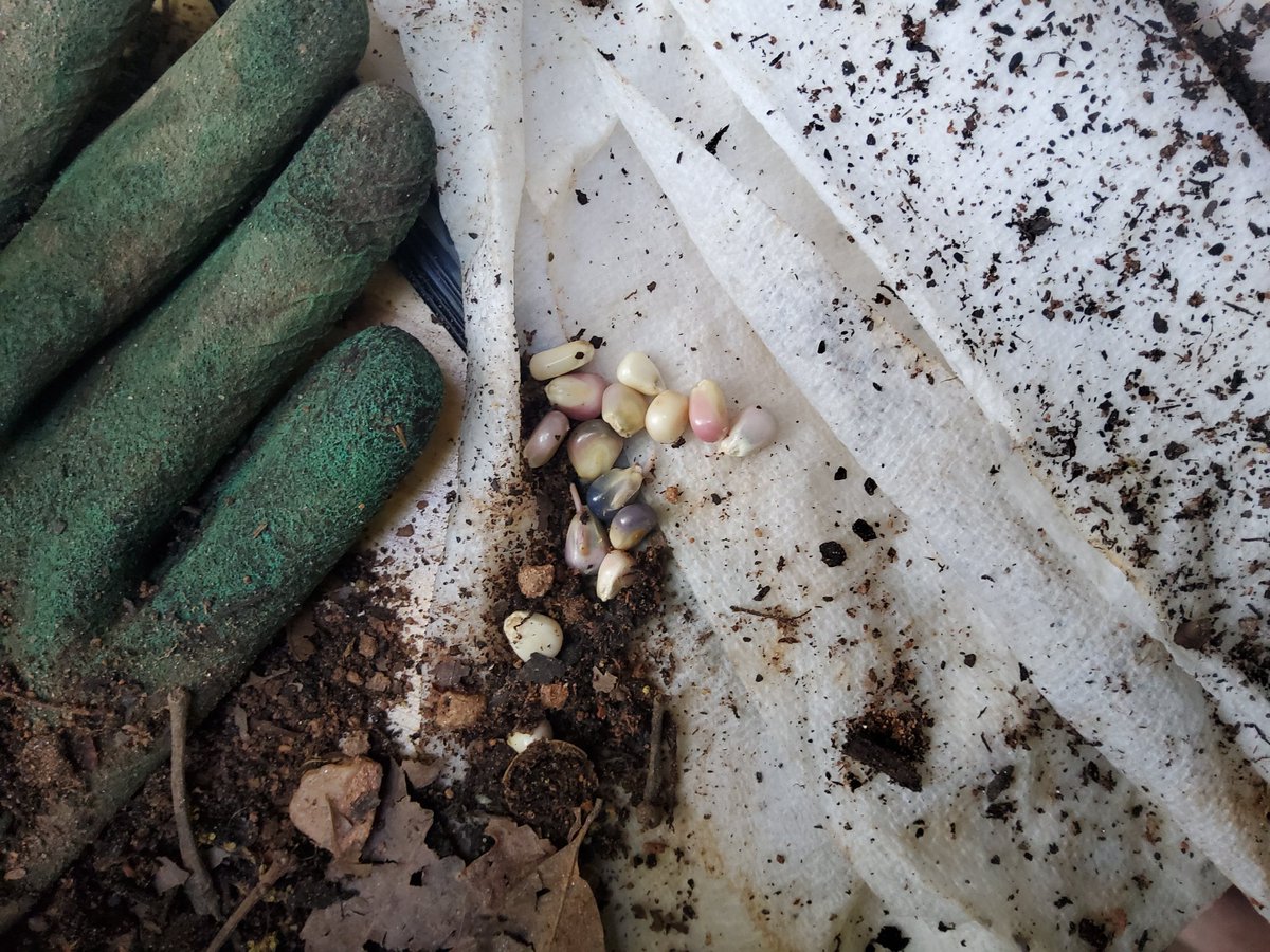 Naga, The Demon Slayer tweet media