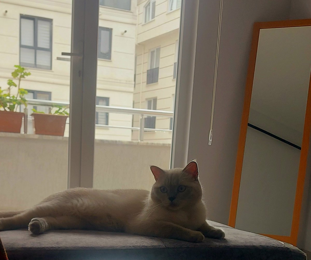 پروفین tweet media