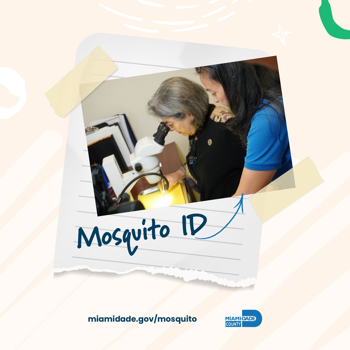 305Mosquito's tweet image. #Mosquito ID is the first step to controlling them. Our team of highly trained and skilled professionals sort &amp;amp; count them by species and gender. This information guides our decisions on spray treatments &amp;amp; creates research opportunities. miamidade.gov/mosquito. #FLMosquitoWeek