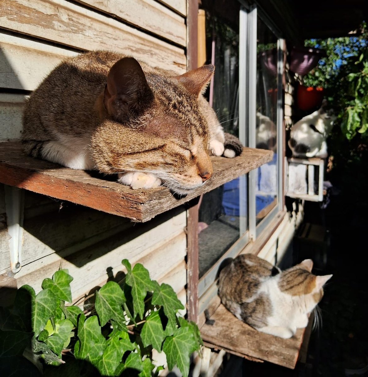 Ari Mau Botero tweet media