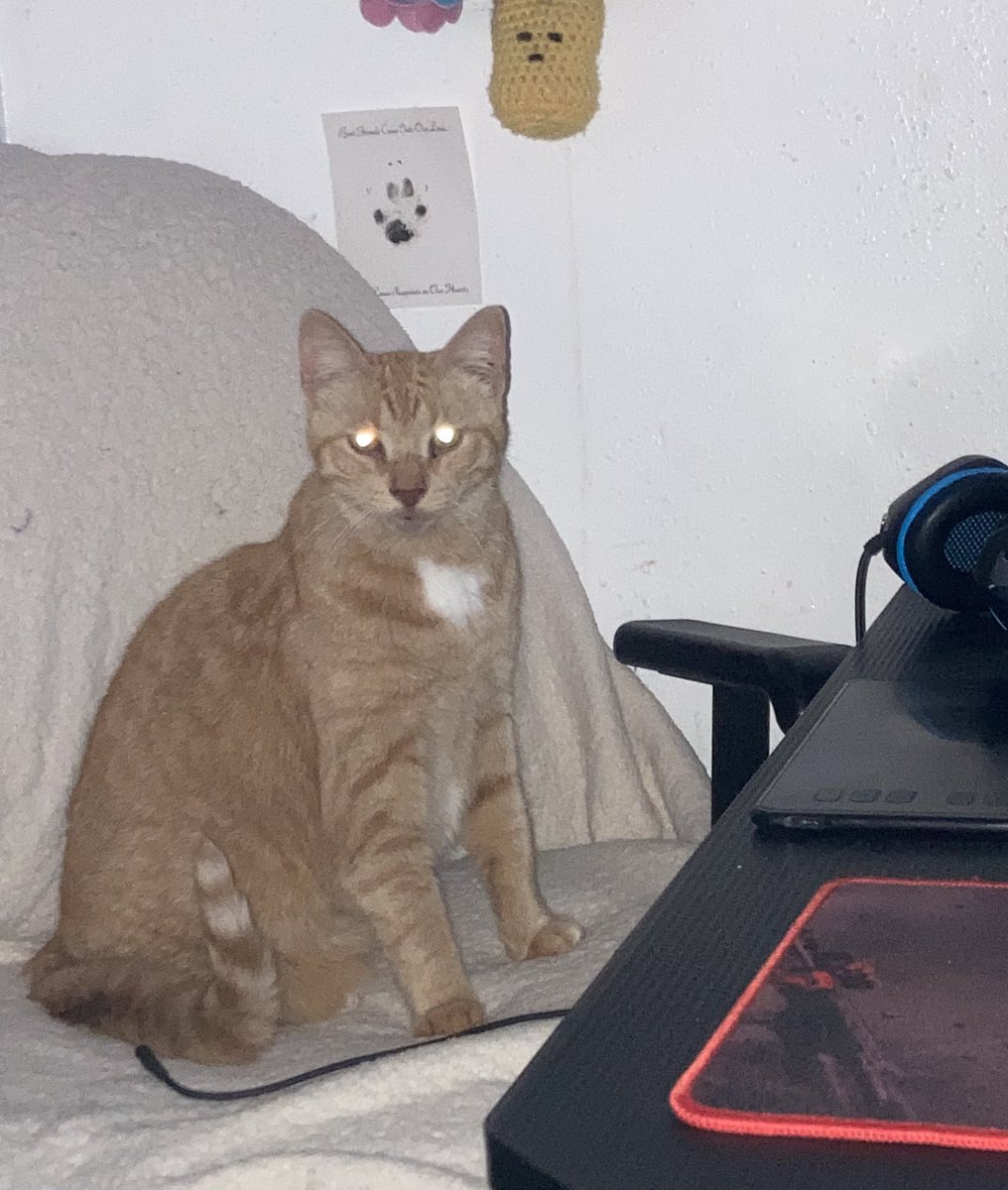 Missing cat in Macomb County, Michigan
Since Saturday, April 18
His name is Frank.

He is skinny and orange and has a black freckle on his lip. He is old and won’t last outside. He is not the type of cat to return home. Please DM me if you are around the area and you see him
