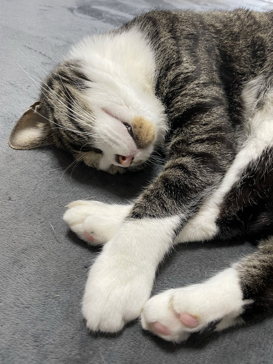 マロンとモンブラン tweet media