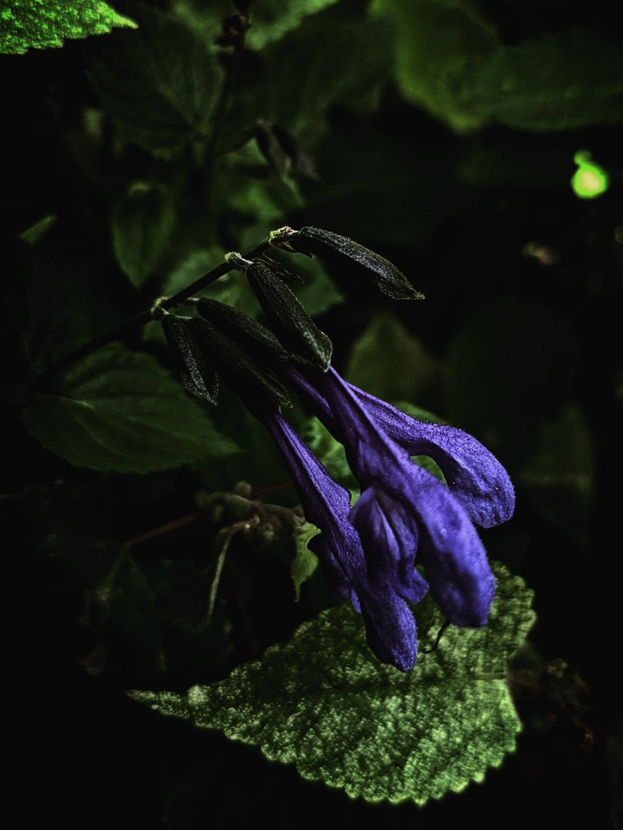 本田武彦 tweet media