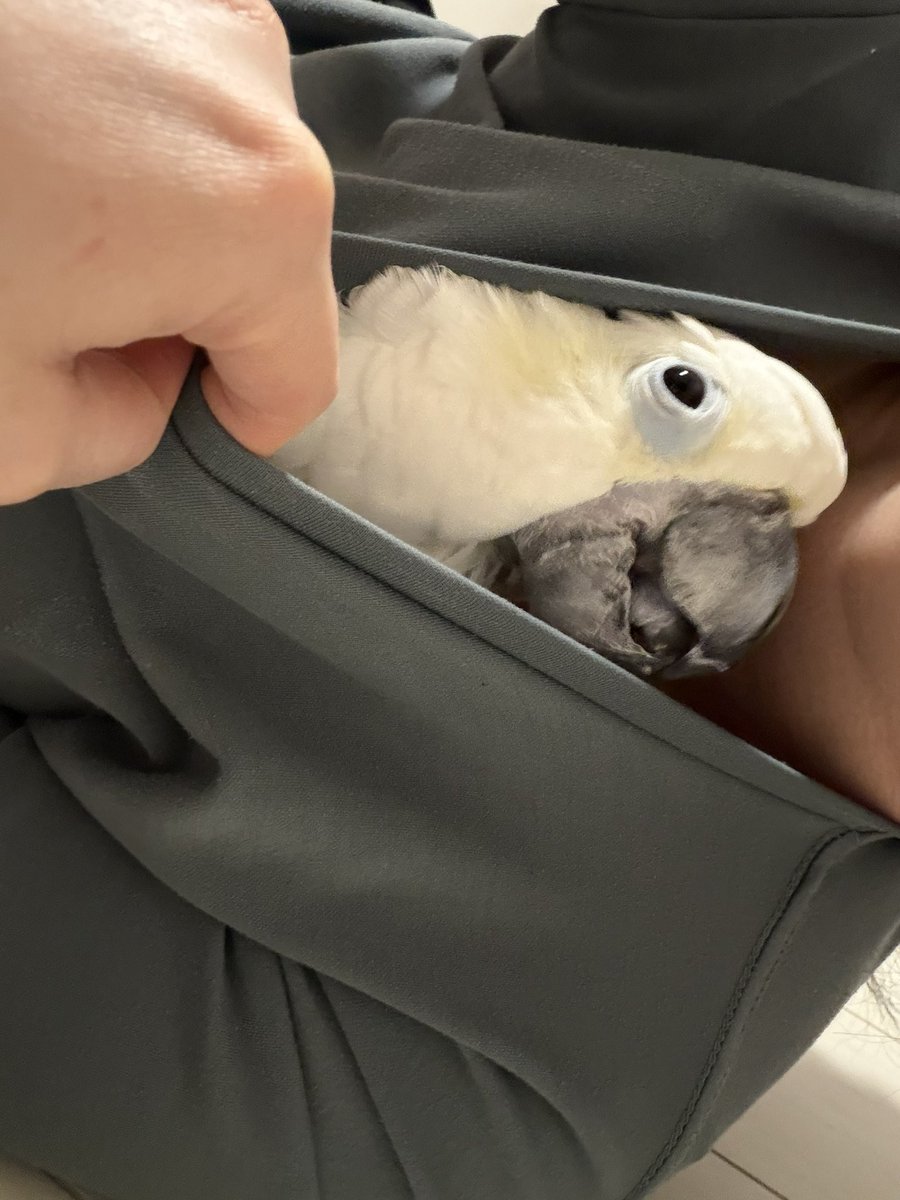 ✳︎🐣🦆🍑🍇🍉Toriko🍒🐥🦉🍐✳︎ tweet media