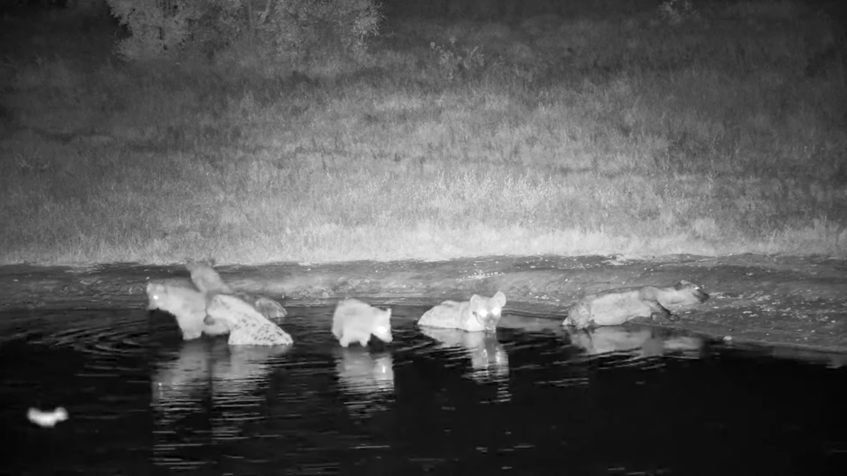 Nkorho Clan #Africam #Nkorho #WildEarth