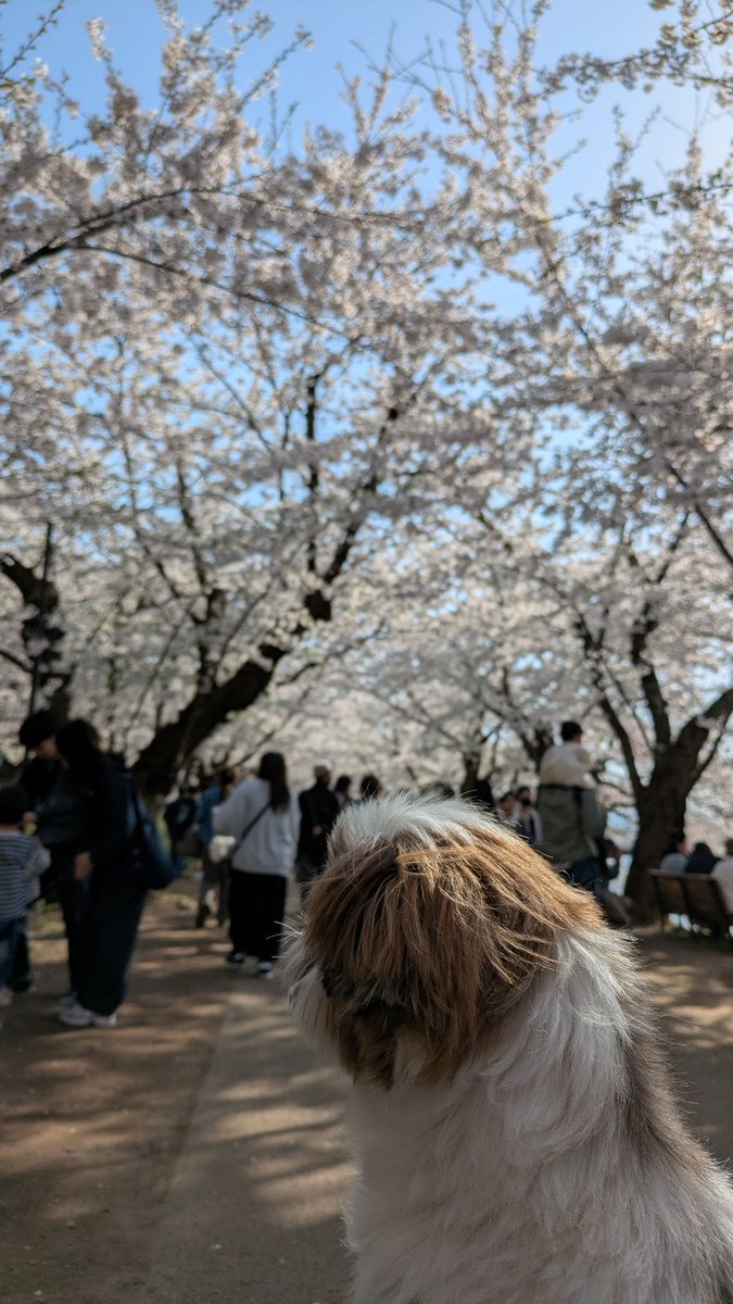 たね&隊長 tweet media