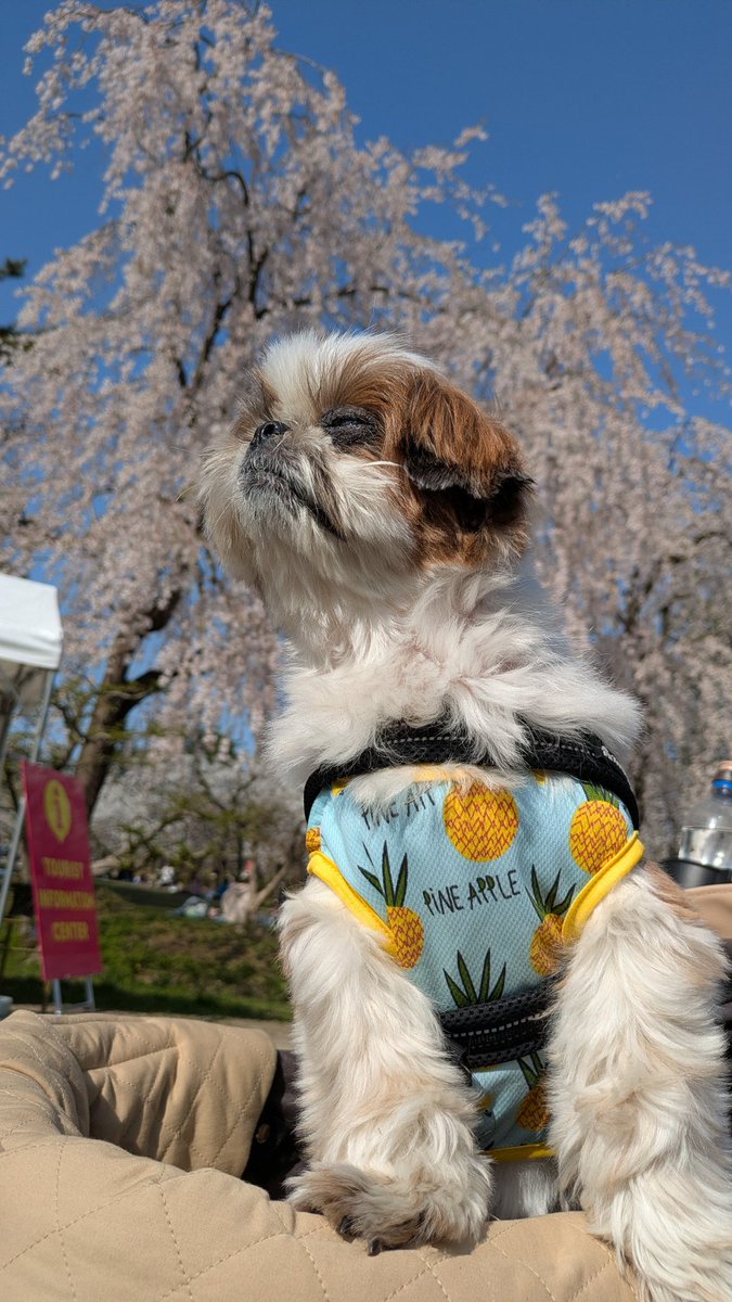 たね&隊長 tweet media