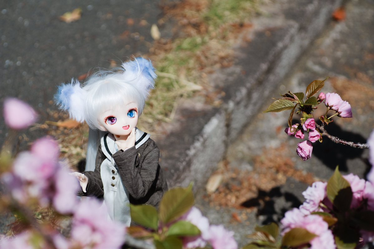 カツサン卜゛ tweet media