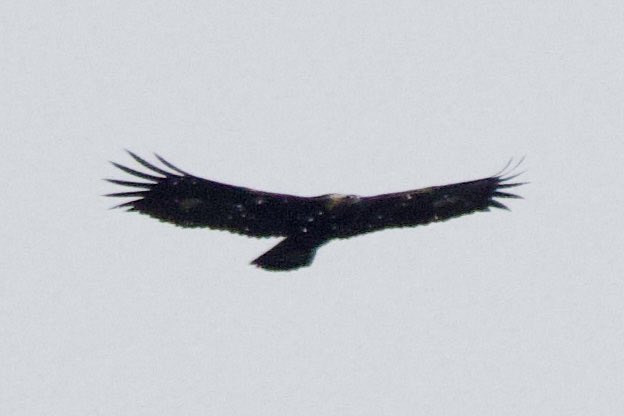 ajohnson0109's tweet photo. lifer golden eagle lfg!!!!!! https://t.co/EKDmuMw7X0