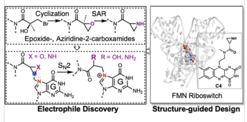 disney_lab's tweet photo. Excited to share our latest paper: https://t.co/qBsVg1c0Hz
Congrats to Chungen + great collaboration with the Batey lab.  Covalent bioactive ligands to RNA described >10 yrs ago... need to move faster.
Key points in this study:
• Chirality matters for RNA covalent ligands
• In situ epoxide formation → hydrolytically stable adducts (incl. aziridines)
A more predictable framework for targeting RNA. More to come.