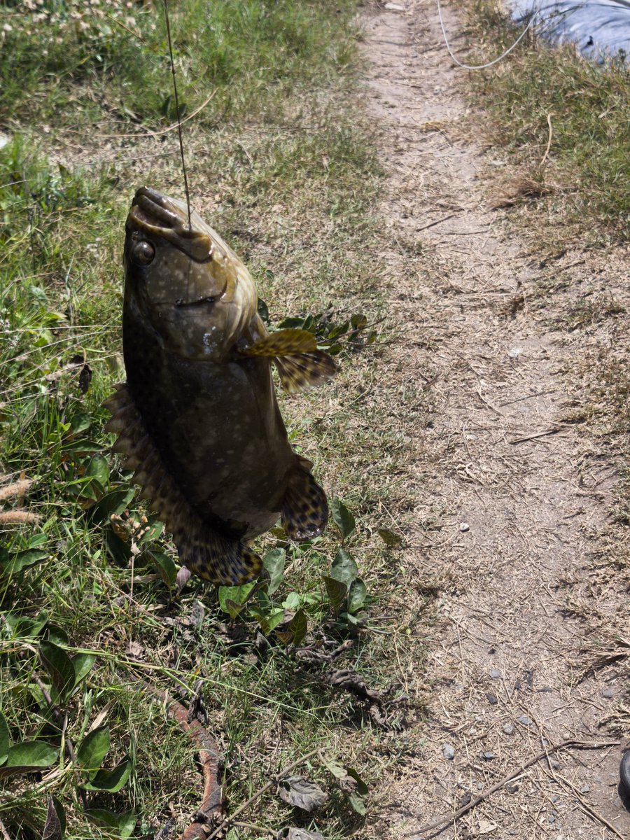 Hoàng Thanh Tùng | Alan tweet media