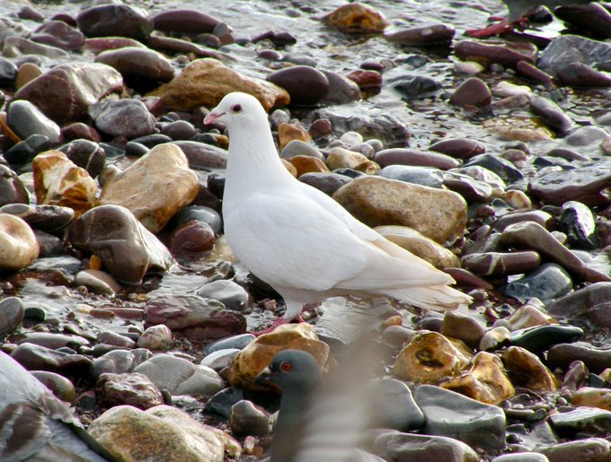 a_london_pigeon's tweet image. 📷  sally garland @florestaqueen  #June2018 
This beautiful dove lives by the sea .. reefs, fishes, mammals, coral beds, birds, the list is endless and not to mention us .. we all rely on a pristine sea to survive .. almost 70% of our oxygen comes from the sea #Torquay #Devon