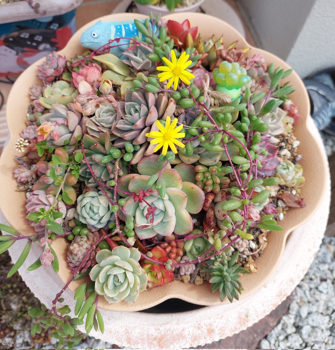 saran_ta29's tweet photo. おはようございます☀

可愛いルビネのお花咲きました❤ https://t.co/55CG5J070G