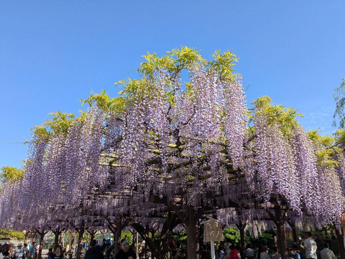 _dewdrop_'s tweet photo. 昨日の午後は暇すぎたので、藤が満開だという西新井大師までお散歩 https://t.co/6K4b01Jn6Y