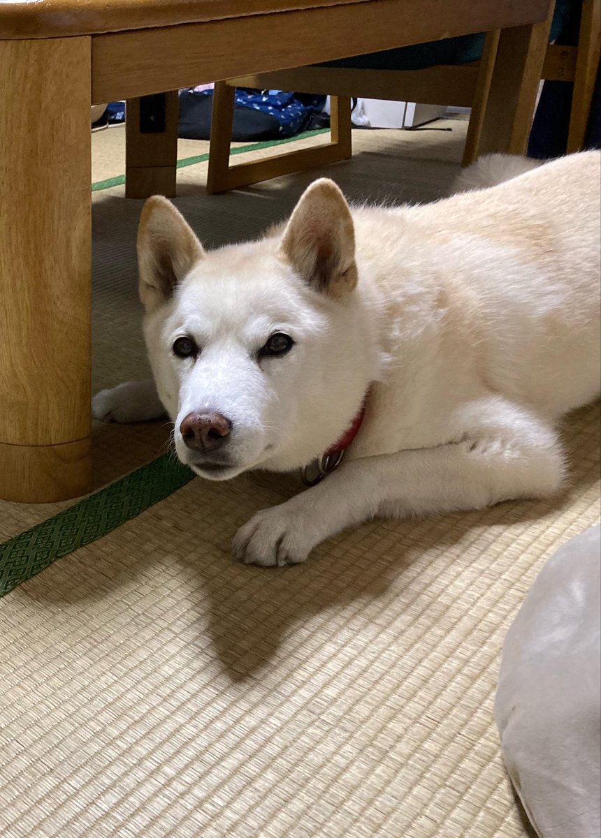 4/20(月) 14℃
今日も薄曇りの朝
歩いていると先の方に黒い物体?猫かなと思ったが違った！狸だ！ここに越してきてアライグマは見たが狸は初めてだ！向こうもすぐ逃げたので写真は上手く撮れなかった。色々な生き物がいるんだね。
今日も皆さまになにか良いことがありますように🍀
 #朝散歩 #ノアお空組