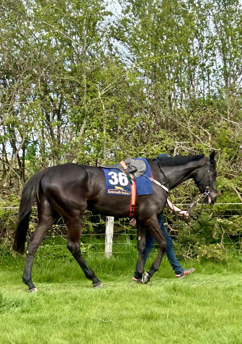 Kilminfoyle Hse Stud tweet media