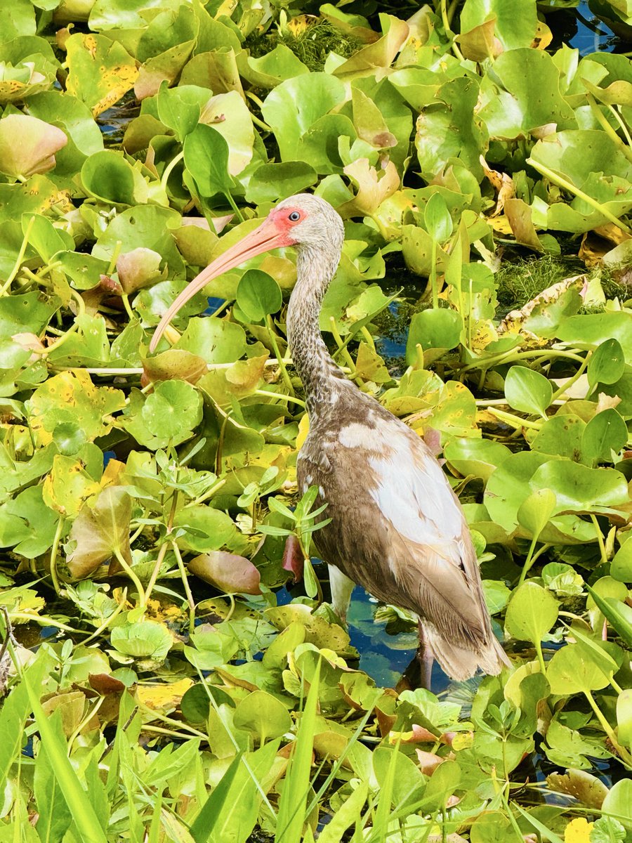 dolbyl's tweet image. “Some birds are not meant to be caged, that's all. Their feathers are too bright, their songs too sweet and wild." — Stephen King
#optoutside #getoutside #nature #NaturePhotography #lovefl #hikefl #hikeflorida #floridatrails #trailslikethese #birding #birders