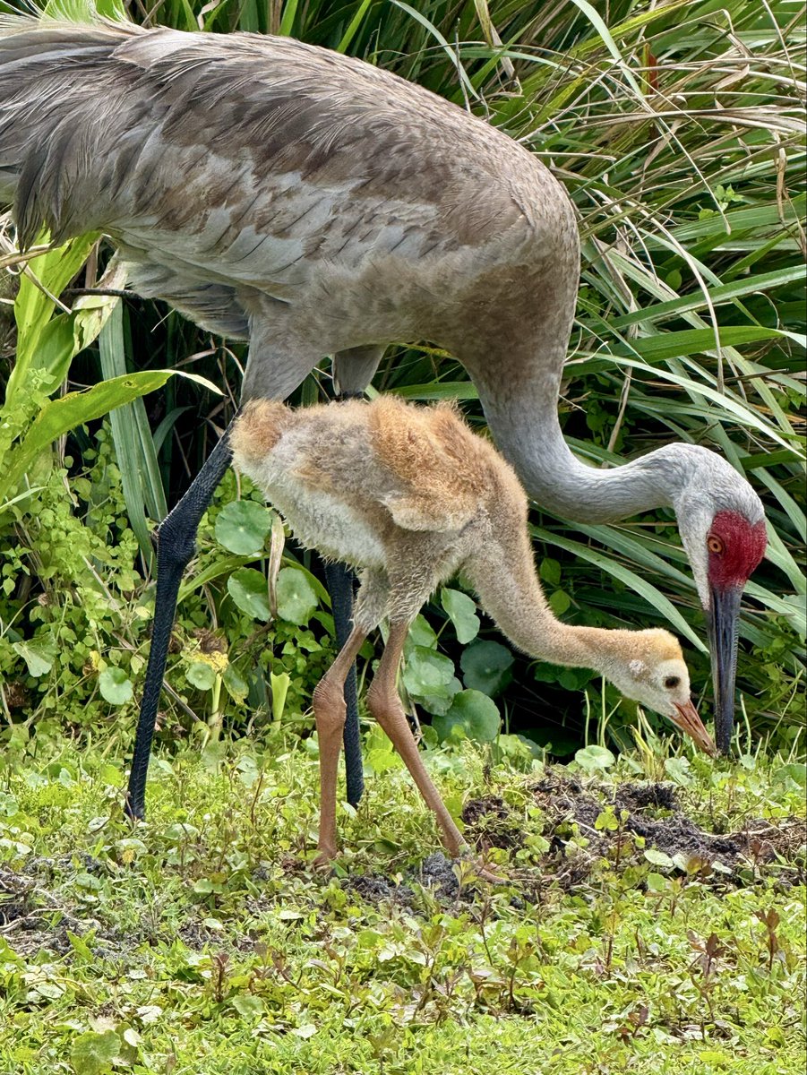 dolbyl's tweet image. “Some birds are not meant to be caged, that's all. Their feathers are too bright, their songs too sweet and wild." — Stephen King
#optoutside #getoutside #nature #NaturePhotography #lovefl #hikefl #hikeflorida #floridatrails #trailslikethese #birding #birders