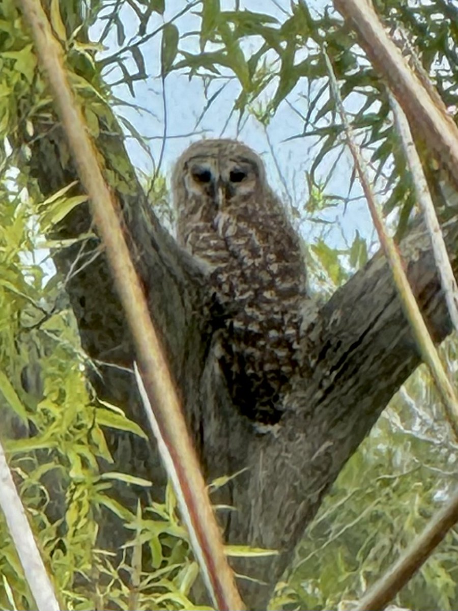 dolbyl's tweet image. “Some birds are not meant to be caged, that's all. Their feathers are too bright, their songs too sweet and wild." — Stephen King
#optoutside #getoutside #nature #NaturePhotography #lovefl #hikefl #hikeflorida #floridatrails #trailslikethese #birding #birders