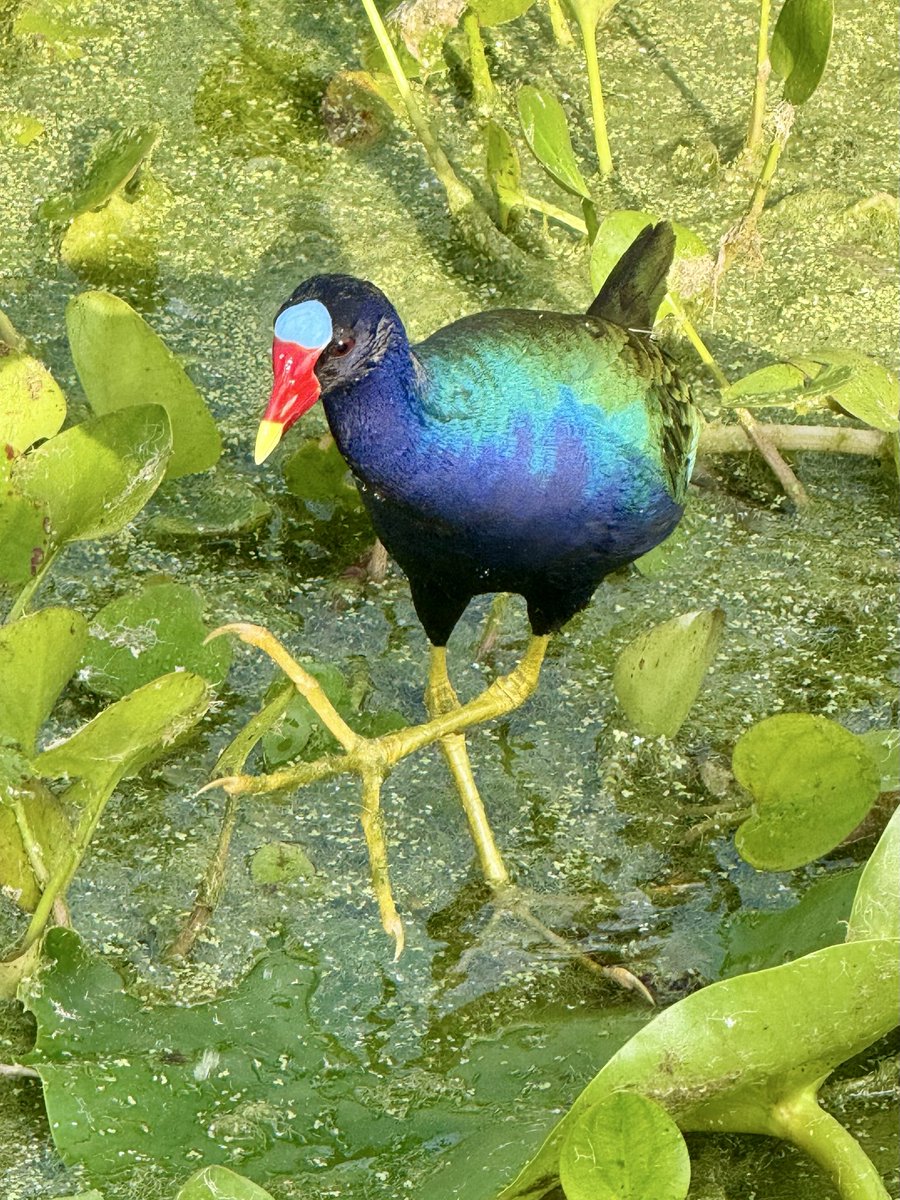 dolbyl's tweet image. “Some birds are not meant to be caged, that's all. Their feathers are too bright, their songs too sweet and wild." — Stephen King
#optoutside #getoutside #nature #NaturePhotography #lovefl #hikefl #hikeflorida #floridatrails #trailslikethese #birding #birders