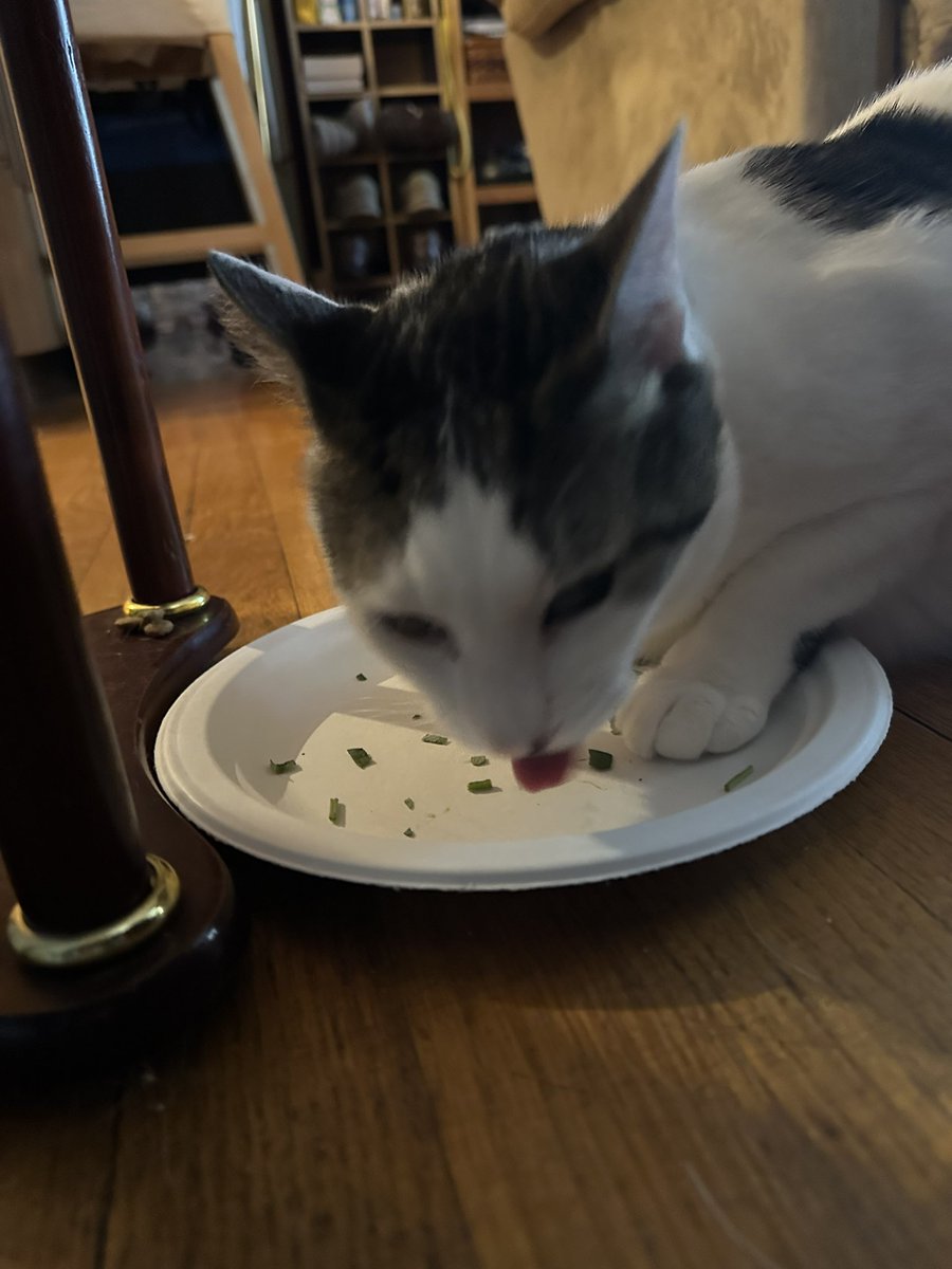 D_Stark's tweet image. 🤔 @SchroderStark this morning enjoying his Sunday morning #Catnip

#CatsOfTwitter #CatsOfX