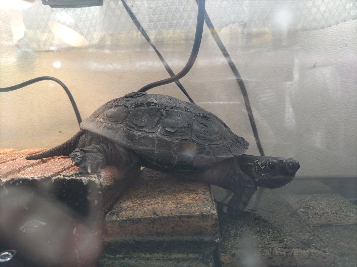 あすき🐢🐢 tweet media