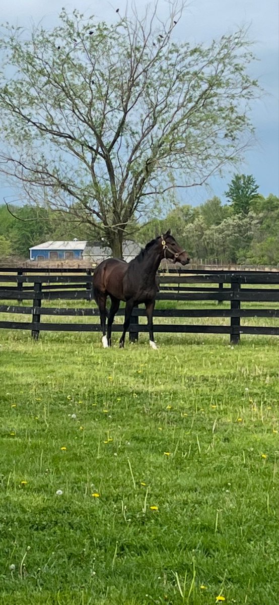 Zimmer Ridge Ranch (Mike Zimmer) tweet media