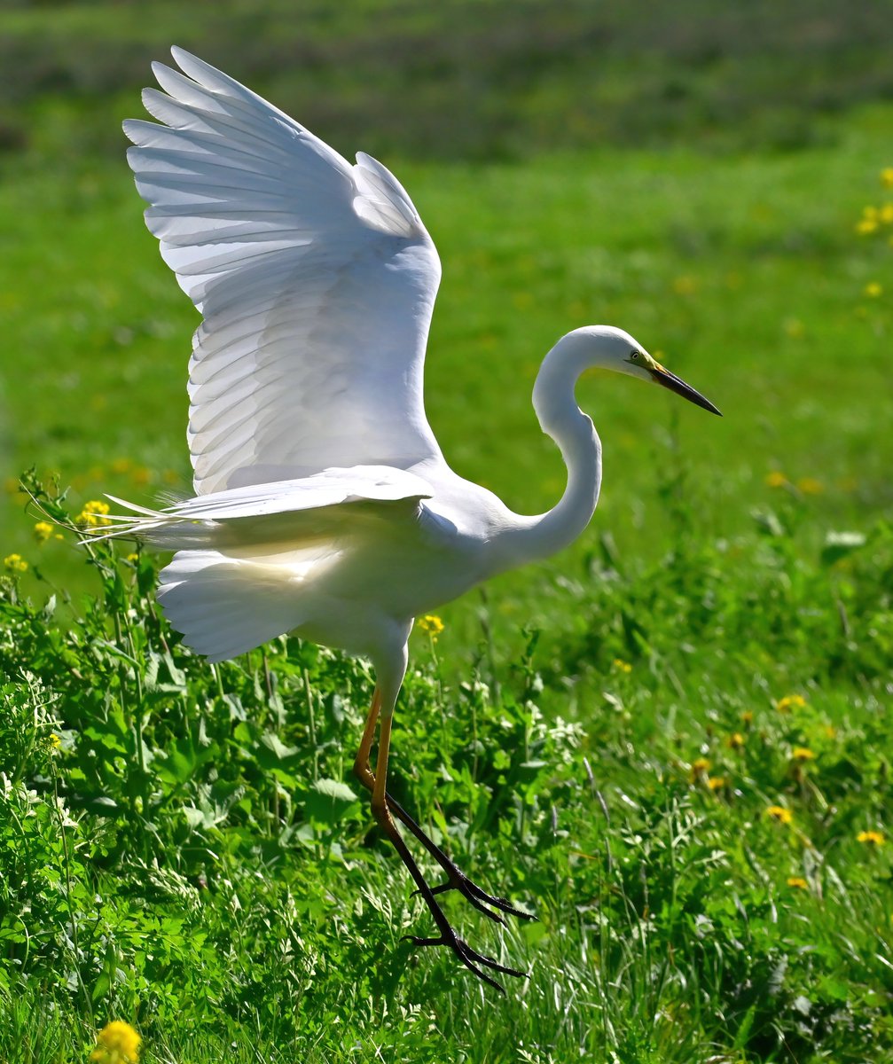 Carl Bovis tweet media