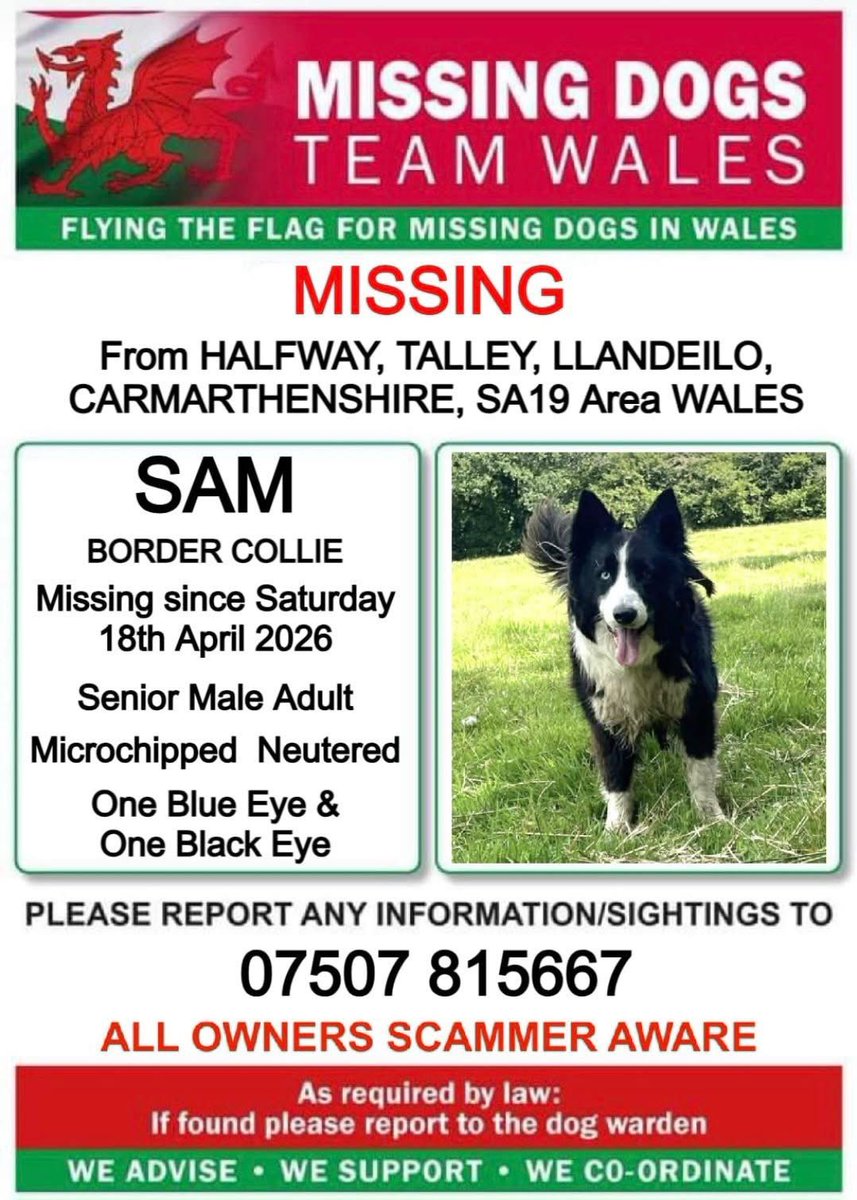 colliesontherun's tweet photo. 11YR OLD BORDER COLLIE SAM IS MISSING
SINCE SATURDAY 18/4/26
FROM #HALFWAY, #TALLEY, #CARMARTHENSHIRE #SA19
NEUTERED & CHIPPED ๐ฅ
HE HAS ONE DISTINCTIVE BLUE EYE & ONE BLACK EYE
IF SEEN THEN PLEASE CALL THE NUMBER ASAP โฌ๏ธ
https://t.co/JHYd7n2hhQ
@carmsherald @BryantDjbryant https://t.co/u3FxqAL0vV