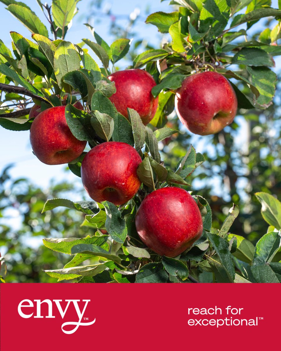 Envy Apples tweet media