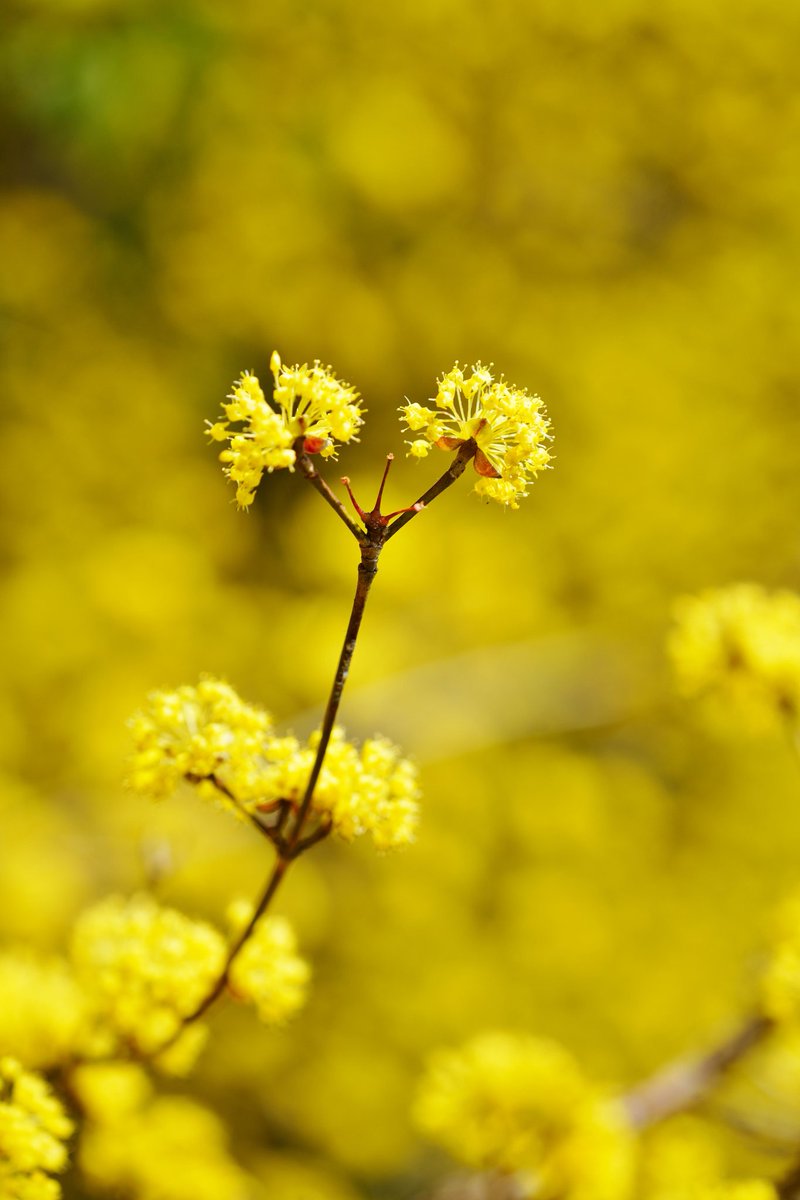 おはようございます
馬見丘陵公園のサンシュユ
もう撮影は終了して
観光を少しして本州へ戻る予定です
と言ってもこれから南下するので明後日くらいかな
 #サンシュユ 
 #馬見丘陵公園